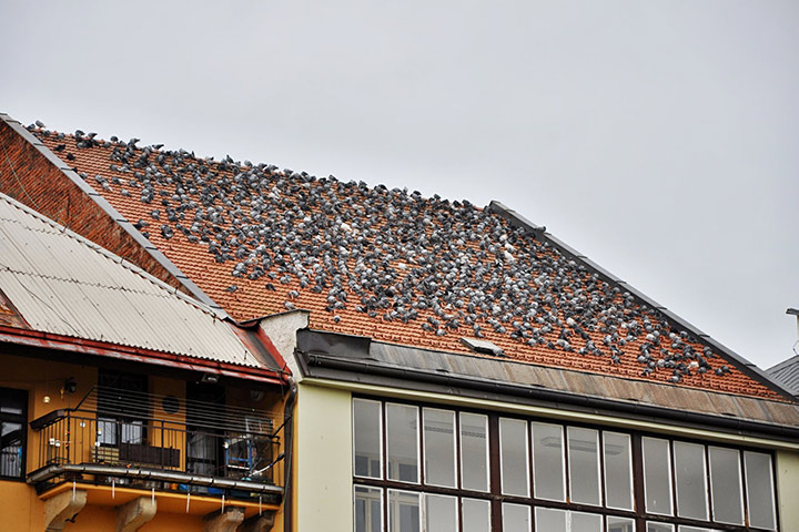 A2B Pest Control are able to install spikes to deter birds from roofs in Northumberland Heath. 