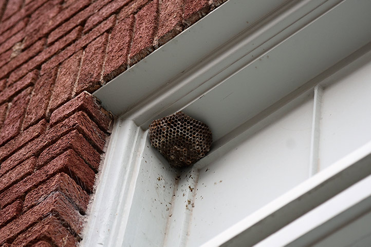 We provide a wasp nest removal service for domestic and commercial properties in Northumberland Heath.
